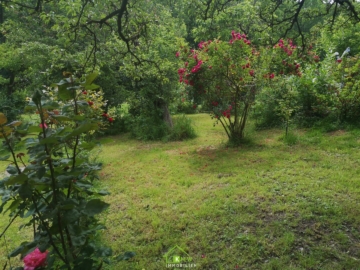 Pachtgrund: Kleingarten im Westen von Wien - Bild (6889)