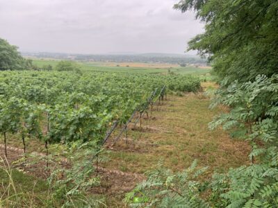 Hochqualitativ sanierter Weinkeller mit Weingarten und herrlicher Aussicht - Bild (12152)