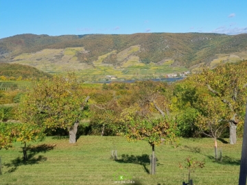 Obstbau Unternehmen – landwirtschaftlicher Betrieb in der Wachau - Bild (2925)