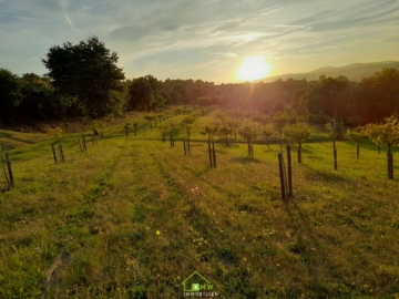 Obstbau Unternehmen – landwirtschaftlicher Betrieb in der Wachau - Bild (2931)