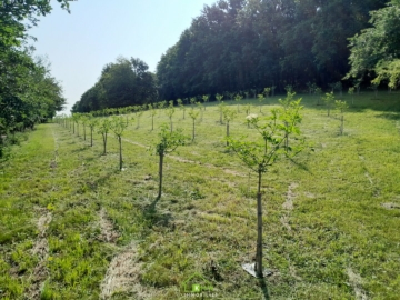 Obstbau Unternehmen – landwirtschaftlicher Betrieb in der Wachau - Bild (2927)