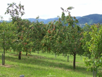 Obstbau Unternehmen – landwirtschaftlicher Betrieb in der Wachau - Bild (2926)